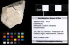 Foto (Objekt + Etiketten) von Eodromites sp. 